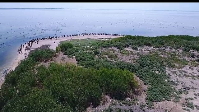 扎哈尔哈赫岛海岸海鸥和鸬鹚的航拍照片