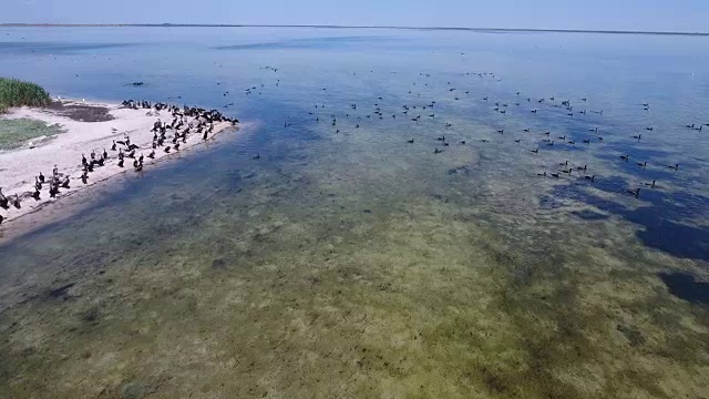 从空中拍摄的海鸥和鸬鹚群在扎哈尔哈赫岛海岸
