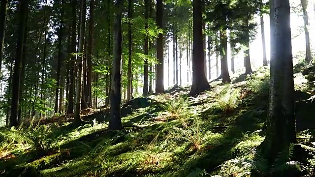 阳光穿过森林里的红杉