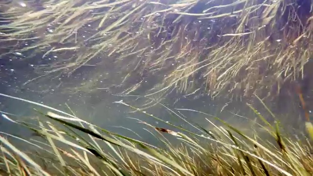 秋天，在湍急的溪流中，树枝被拍摄下来。树枝被困在湍急的河水中。拍摄于秋天的水下。水中的岩石和藻类。