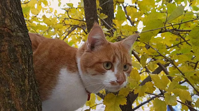 可爱的白红相间的猫在树上戴着一个红色的项圈