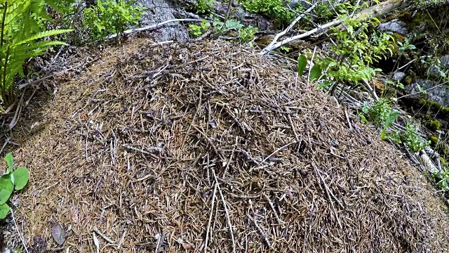 森林里的野蚁山