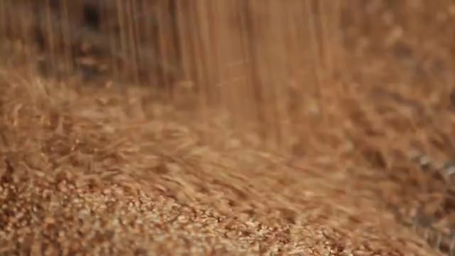 詳情圖-小麥谷物特寫(xiě)