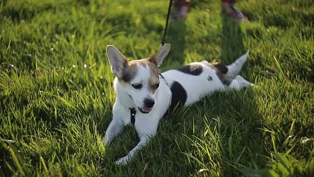 西部高地白色小猎犬。可爱的毛茸茸的狗被牵着。白色的狗在绿色的草坪上散步。狗嗅着草。狗在草地上翻筋斗。
