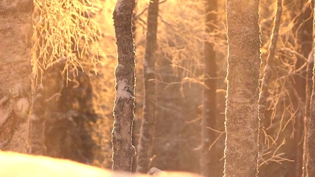 慢镜头:阳光明媚的早晨，晶莹的雪花从白雪覆盖的树梢上飘落