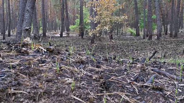 火灾后的松林，烧焦的土地，烧焦的树木