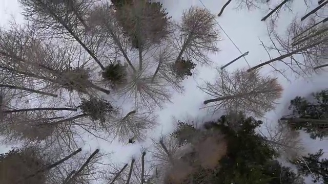 头顶上的无人机飞行建立在滑雪者在雪域森林中滑雪的上空。冬天的雪在野外的山中自然。滑雪登山活动。笔直的视角。4k俯视图视频