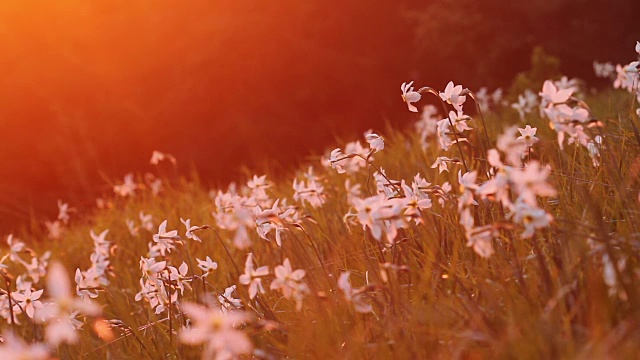 盛开的水仙花在山与饱和的夕阳光