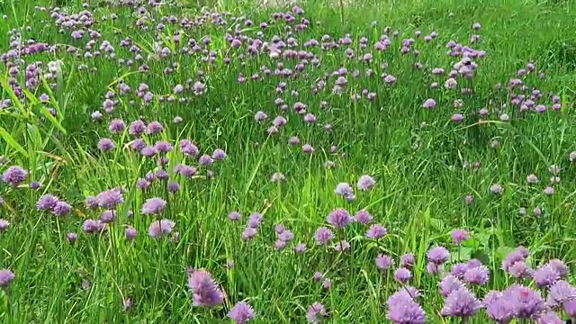 易北河上，韭菜在草地上开花。大黄蜂飞来飞去。(德国)