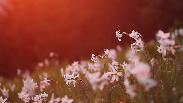 盛开的水仙花在山与饱和的夕阳光