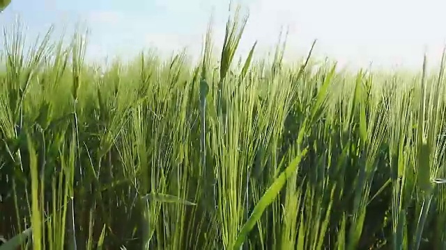 有风的日子里，有穗的农业植被，谷物种植园