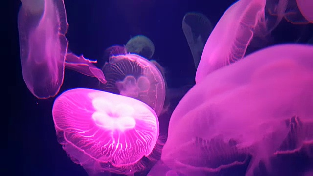 詳情圖-4,k。一群粉紅色熒光水母在水族館的游泳池里游泳。透明水母水下鏡頭與發(fā)光的水母在水中移動(dòng)。海洋生物壁紙背景。