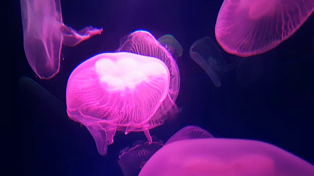 詳情圖-4,k。一群粉紅色熒光水母在水族館的游泳池里游泳。透明水母水下鏡頭與發(fā)光的水母在水中移動(dòng)。海洋生物壁紙背景。