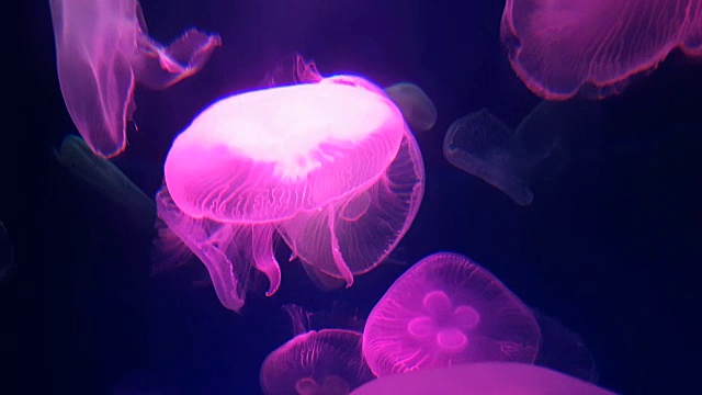 詳情圖-4,k。一群粉紅色熒光水母在水族館的游泳池里游泳。透明水母水下鏡頭與發(fā)光的水母在水中移動(dòng)。海洋生物壁紙背景。