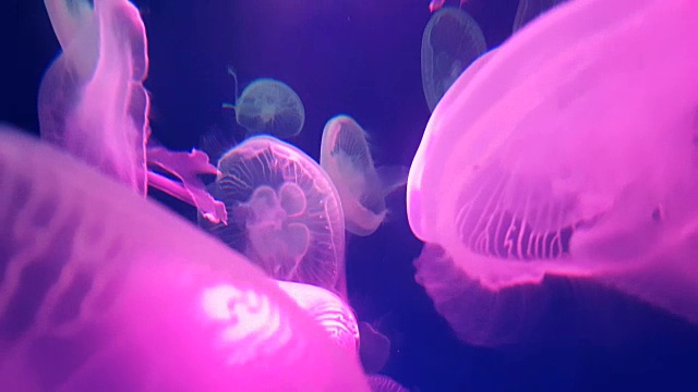 詳情圖-4,k。一群粉紅色熒光水母在水族館的游泳池里游泳。透明水母水下鏡頭與發(fā)光的水母在水中移動(dòng)。海洋生物壁紙背景。
