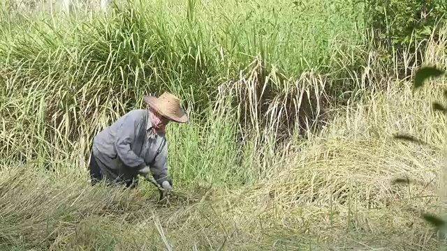 慢镜头，亚洲农民在田间劳作，收割水稻。
