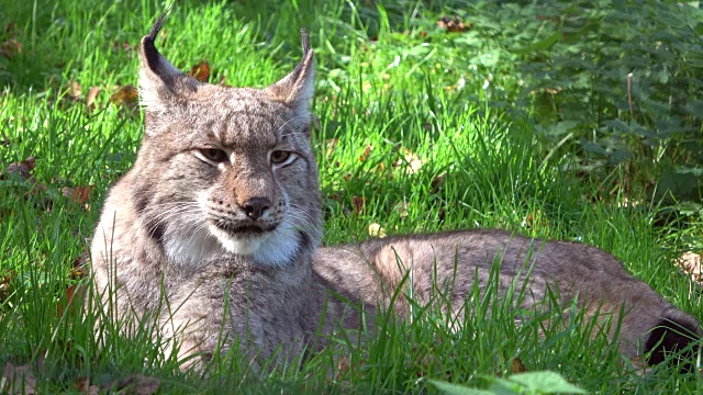 猞猁，猞猁，刷耳朵，品塞洛伦，肖像，头，科普夫，卢契斯，4K