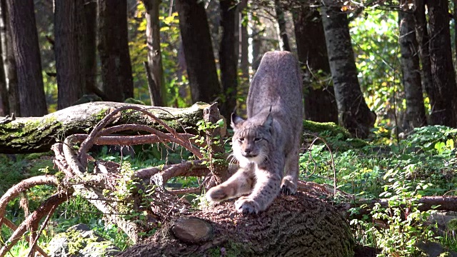 山猫，山猫，伸展在树干上，卢克斯，野生公园，4K