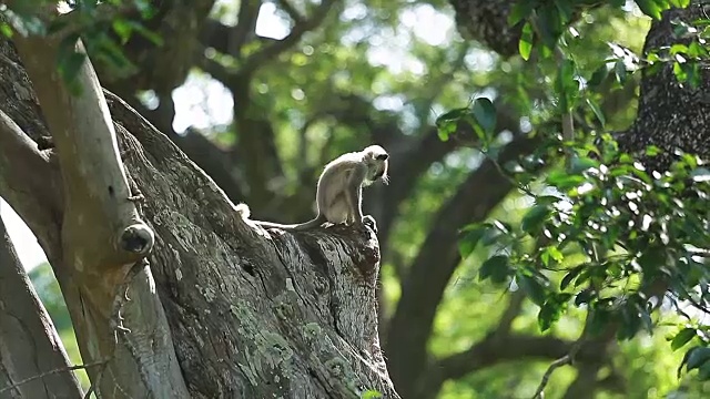 猴子玩