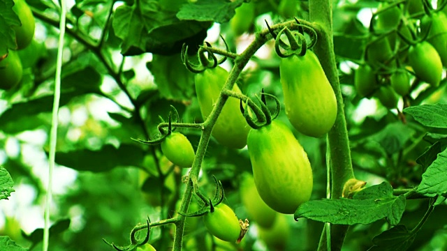 冬天在温室里种植西红柿