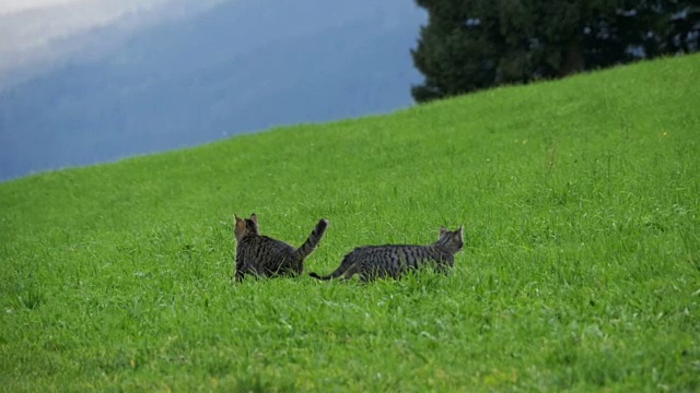 两只顽皮的小灰猫在奥地利山区的绿色草地上玩耍和奔跑。慢动作