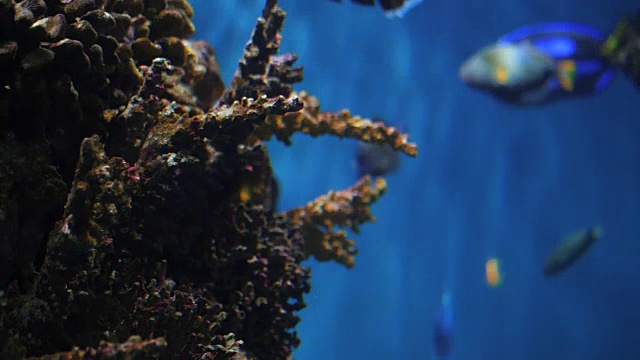 在海葵和软珊瑚的背景下，珊瑚鱼在珊瑚中平静地游动。专注于珊瑚。慢动作