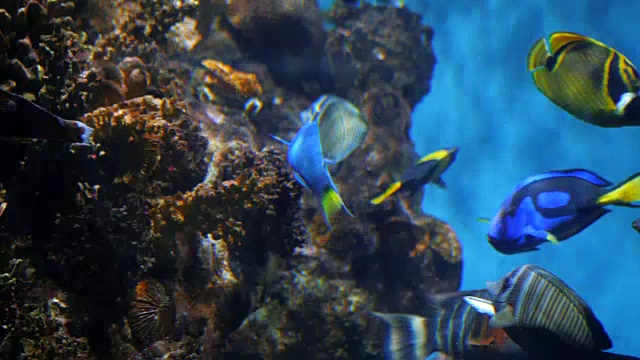 五颜六色的水族馆鱼在海洋珊瑚中游泳。水下热带鱼和小丑鱼。珊瑚礁里美丽的动植物图片。慢动作镜头