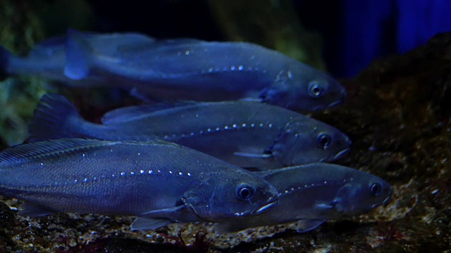 大型发光的长霓虹鱼栖息在水族馆的底部。巴塞罗那,慢动作