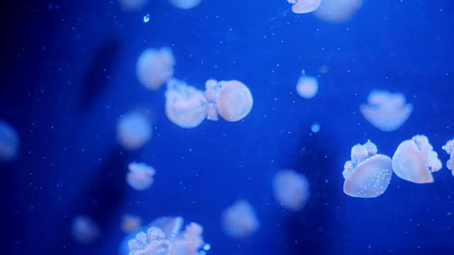 美丽的彩色发光水母微距特写在水族箱中游动，蓝色背景，平滑稳定的跟踪相机拍摄，水下流动的粒子。4 k