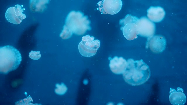 美丽的彩色发光水母微距特写在水族箱中游动，蓝色背景，平滑稳定的跟踪相机拍摄，水下流动的粒子。4 k