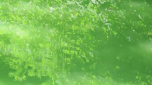 森林倒映在池塘的水面上