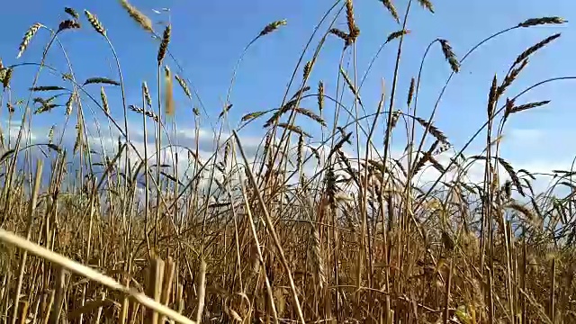 日落时的麦田