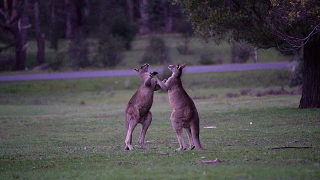 东部灰袋鼠在打架