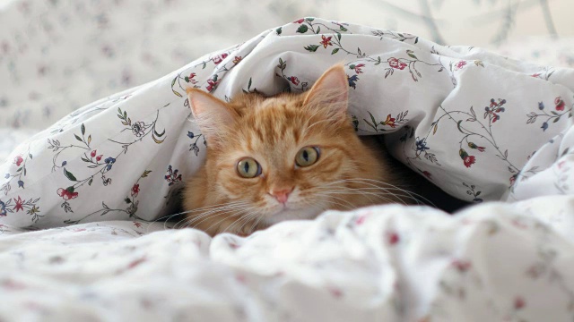 可爱的姜黄色的猫躺在床上。毛绒绒的宠物躲在毯子下面，好奇地看着后面有什么东西在动。舒适的家庭背景与有趣的宠物