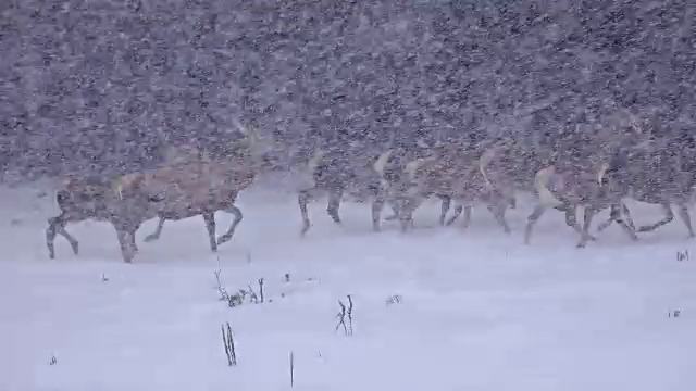 白尾鹿群成熟的雄鹿，一月冬天的暴风雪，超高清库存录像