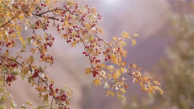 阳光明媚的秋日，成熟的山楂树枝