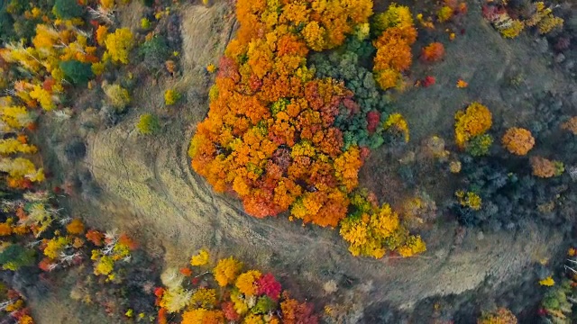 鸟瞰图。秋天，落叶林的正上方。秋天的北方红橡树林。高