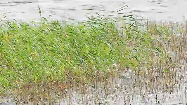 海草在风中慢慢地吹着