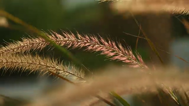 美丽的草耳尖刺在日落