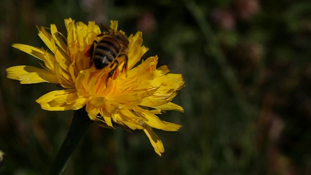 蜜蜂在黄花上采集花蜜。