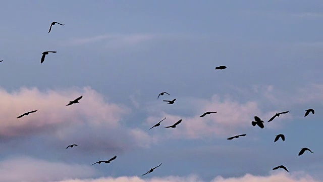 詳情圖-鳥群遷徙