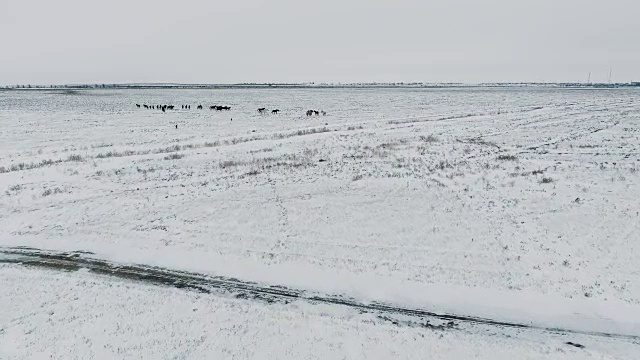 空中野马牧马，冬雪草甸快。冬天的范围。可怜的食物。野生野生马。