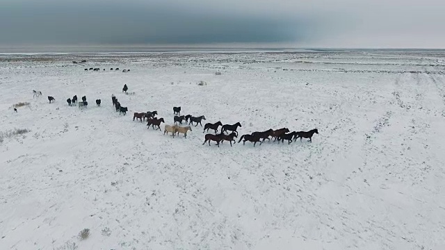 空中野马牧马，冬雪草甸快。冬天的范围。可怜的食物。野生野生马。