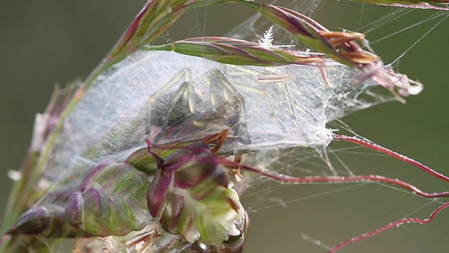 雌性刺毛蛛在野生动物中做茧