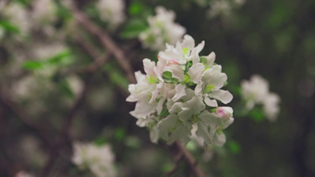 白色的花在树枝上苹果树