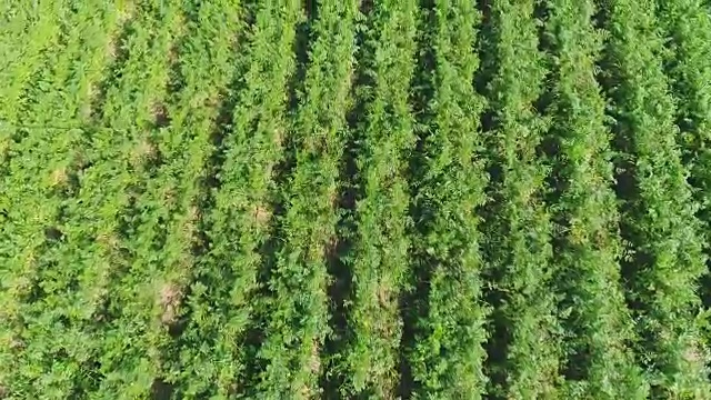 人工种植地鸟瞰图