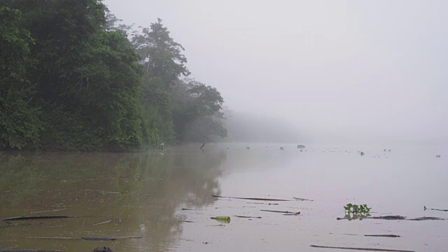 基纳巴丹干河在一个雾蒙蒙的早晨，岸边有一只苍鹭