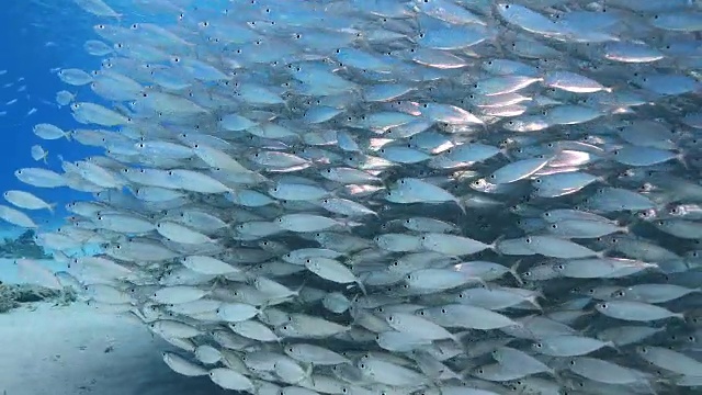 在库拉索岛附近加勒比海珊瑚礁的浅水中跳舞的诱饵球