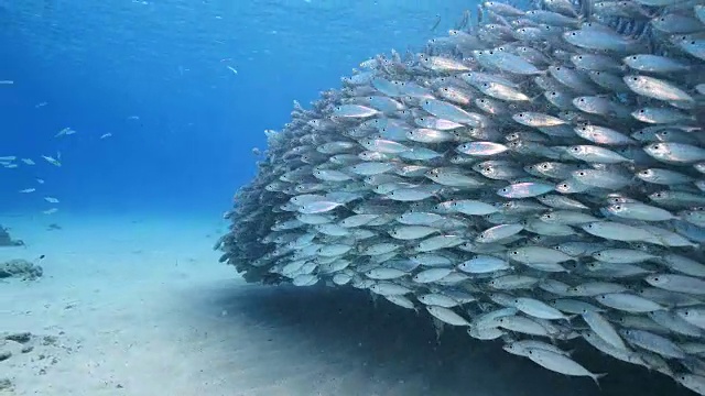 詳情圖-在庫拉索島附近加勒比海珊瑚礁的淺水中跳舞的誘餌球
