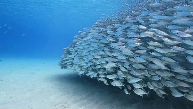 詳情圖-在庫拉索島附近加勒比海珊瑚礁的淺水中跳舞的誘餌球